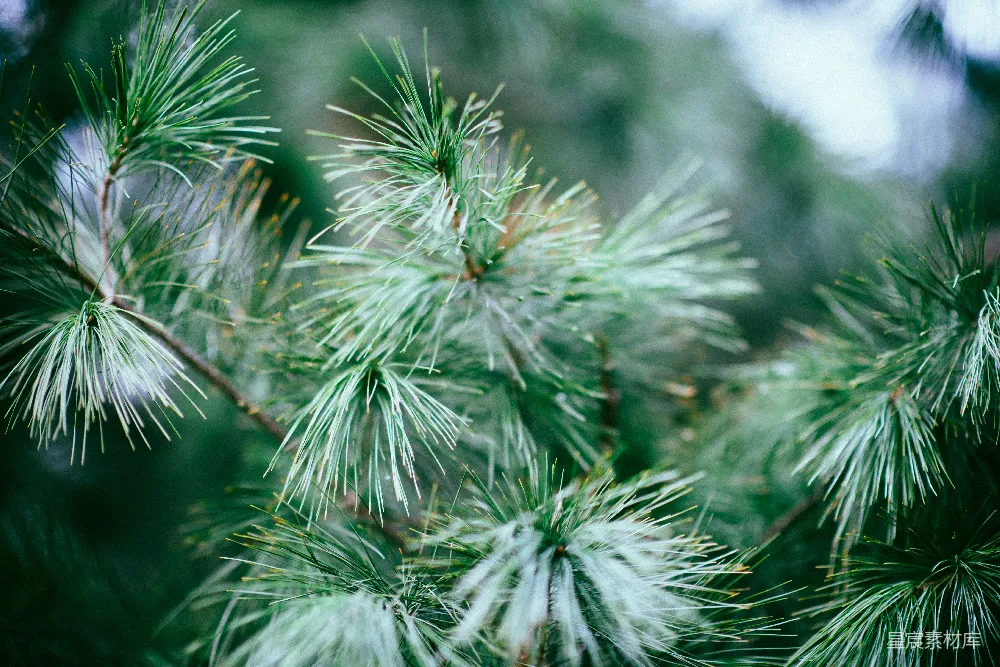 高清摄影 自然 绿色 松树 细节 宁静 松针特写