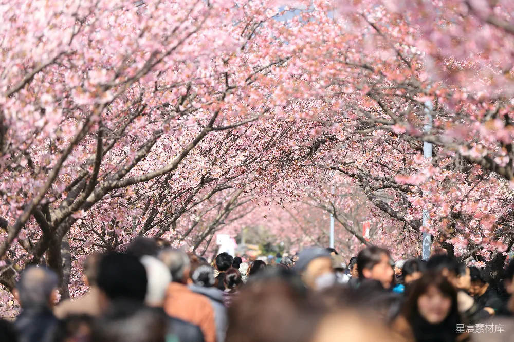 高清摄影 樱花 春天 旅游 自然 人文 樱花盛开的春日游人如织