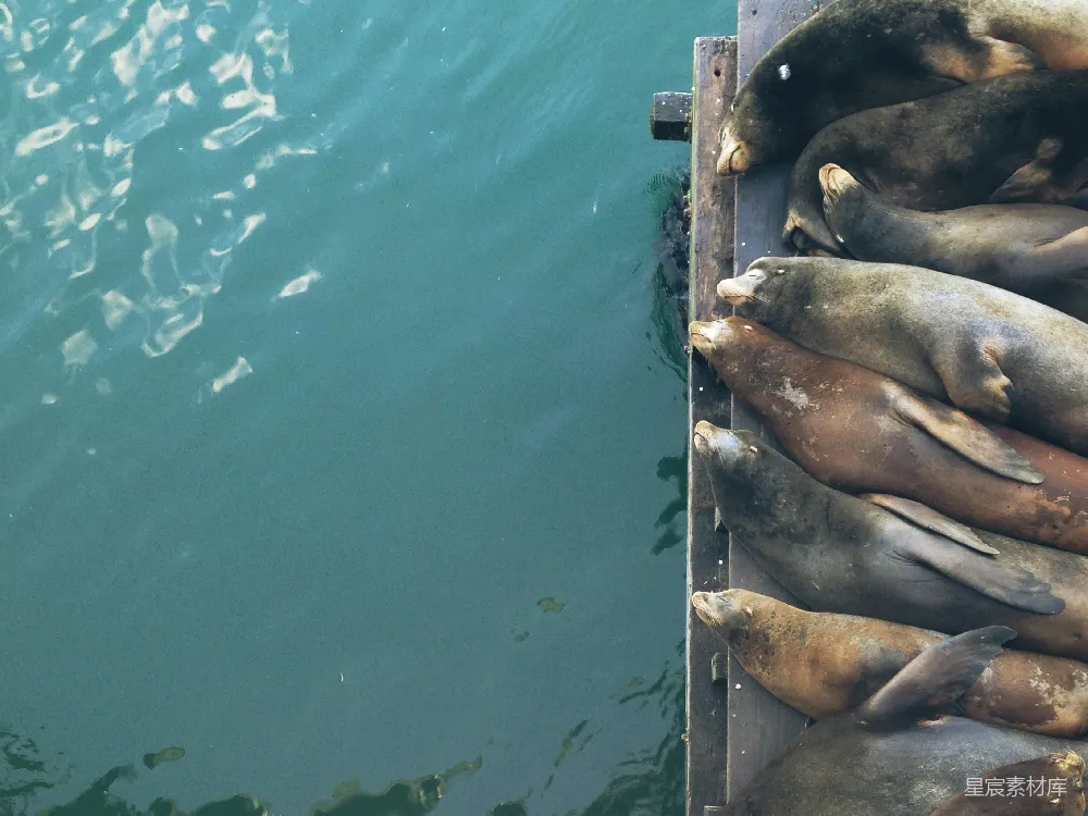 高清摄影 海狮 码头 海洋生物 自然 动物 码头上的海狮