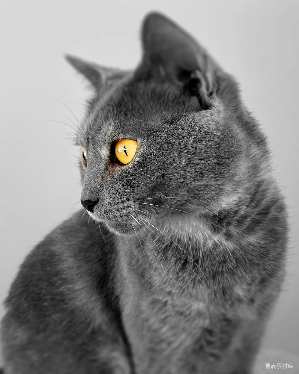 高清摄影 猫 动物 特写 黄色的眼睛 灰色 灰色猫的眼睛：引人注目的黄色