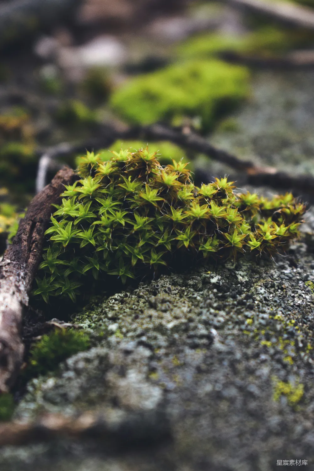 高清摄影 苔藓 岩石 自然 生态 户外 苔藓覆盖的岩石