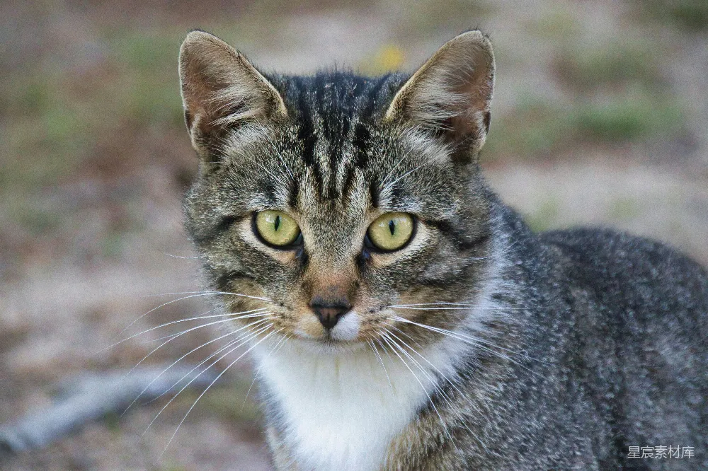 高清摄影 猫 动物 肖像 专注 自然 专注的猫