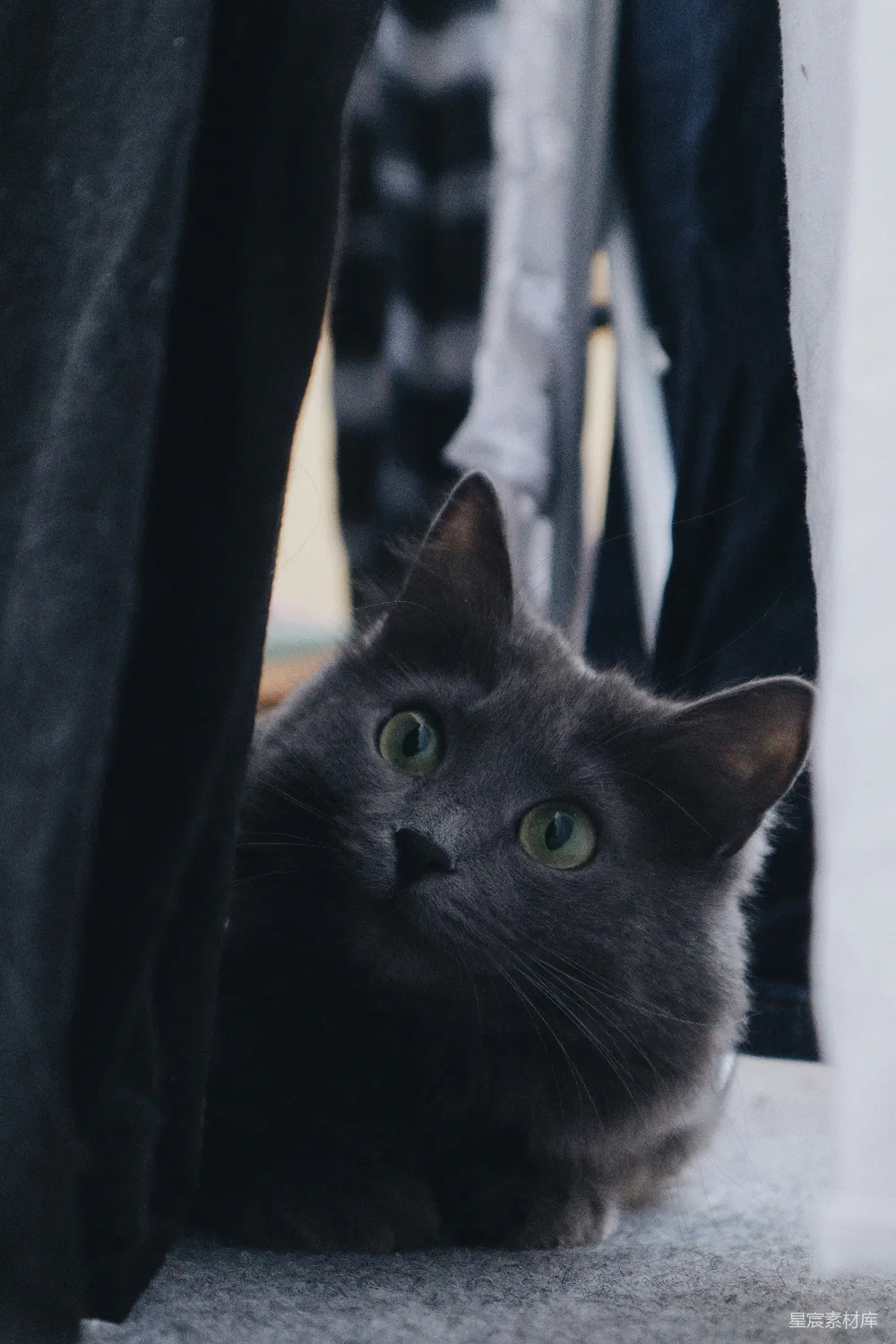 高清摄影 猫咪 窗外 黑猫 可爱 宠物 窗外的黑猫