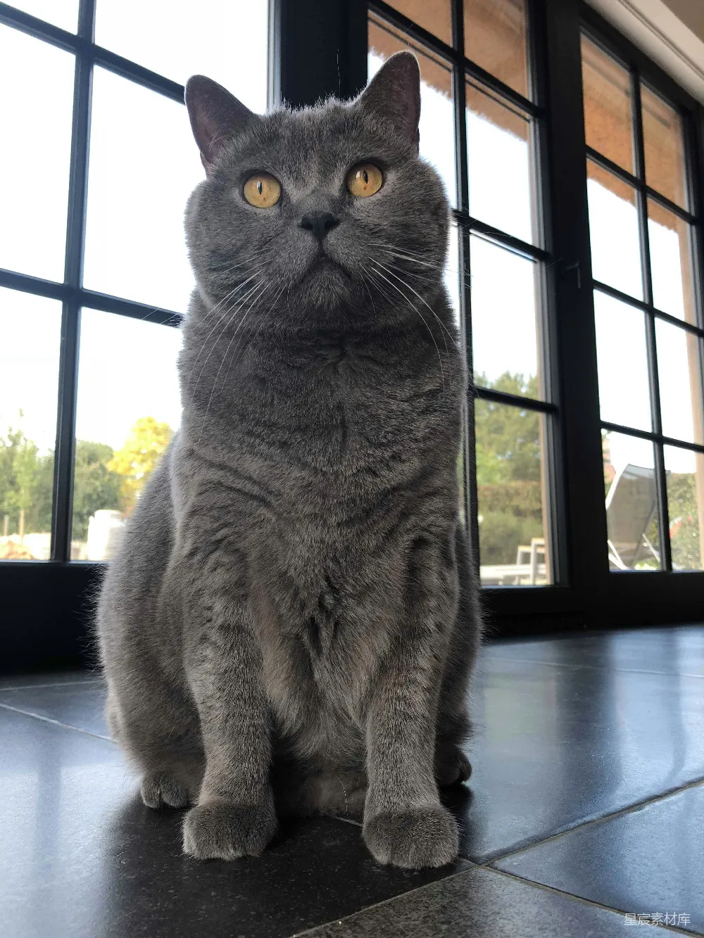 高清摄影 猫 英短 灰色 室内 宠物 灰色英短猫在窗边