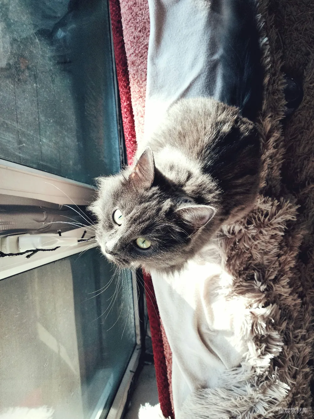 高清摄影 猫咪 阳光 宠物 温馨 生活 阳光下的猫咪
