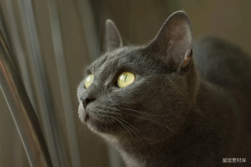 高清摄影 猫咪 灰色 特写 宠物 动物 灰色猫咪的侧脸特写