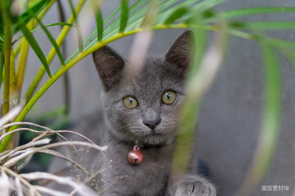 高清摄影 猫咪 萌宠 自然 户外 动物 灰猫宝宝的萌动瞬间