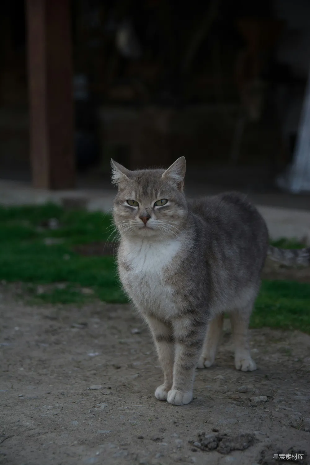 高清摄影 猫 户外 动物 自然 宠物 灰白相间的猫