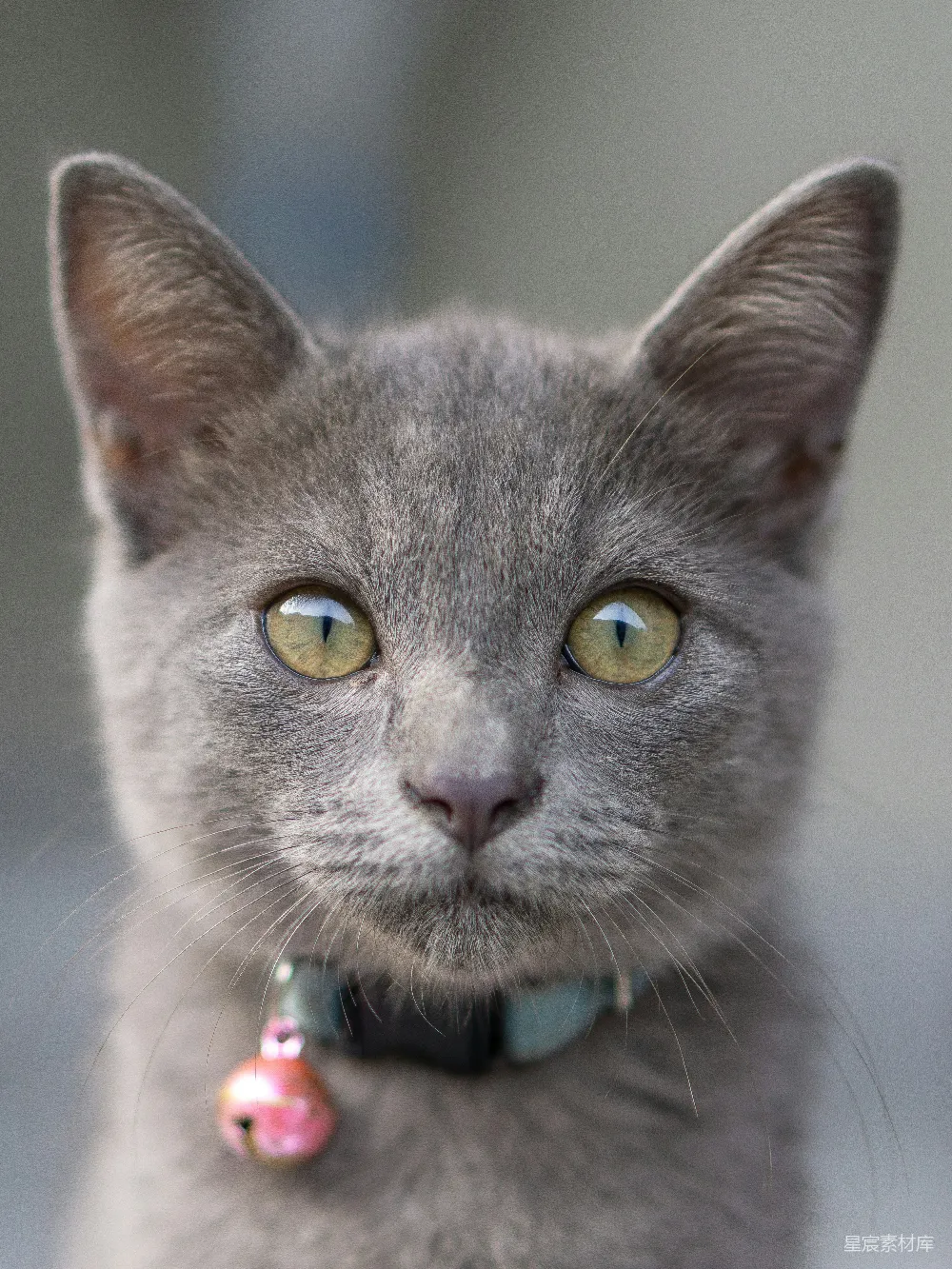 高清摄影 猫咪 特写 灰色 可爱 宠物 灰色猫咪的特写