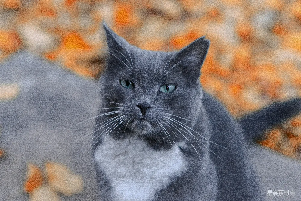 高清摄影 猫 宠物 自然 写实 动物 灰猫的凝视