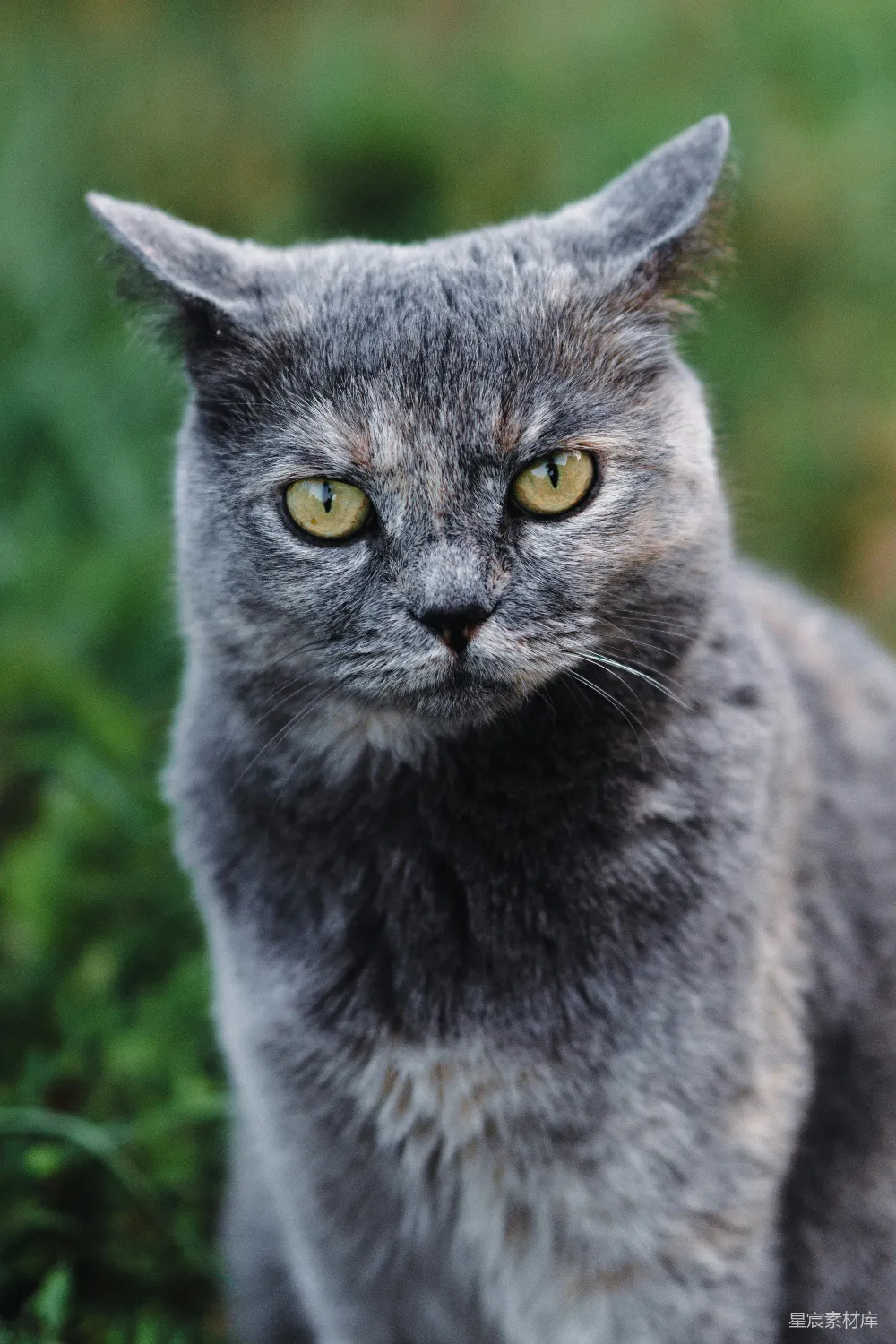 高清摄影 猫 动物 肖像 特写 自然 迷人灰猫的特写肖像