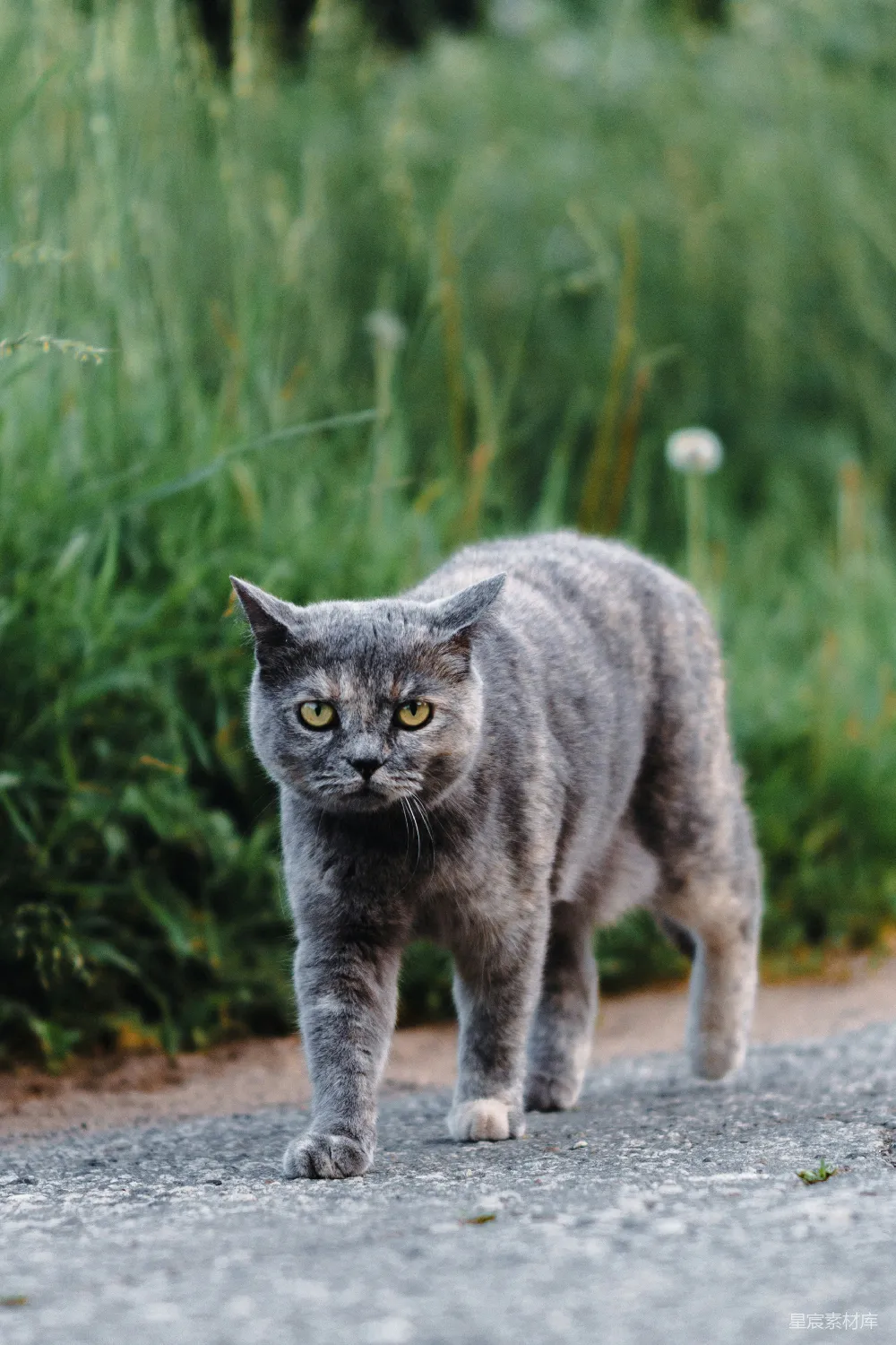 高清摄影 猫 户外 自然 动物 宠物 灰色条纹猫在户外散步