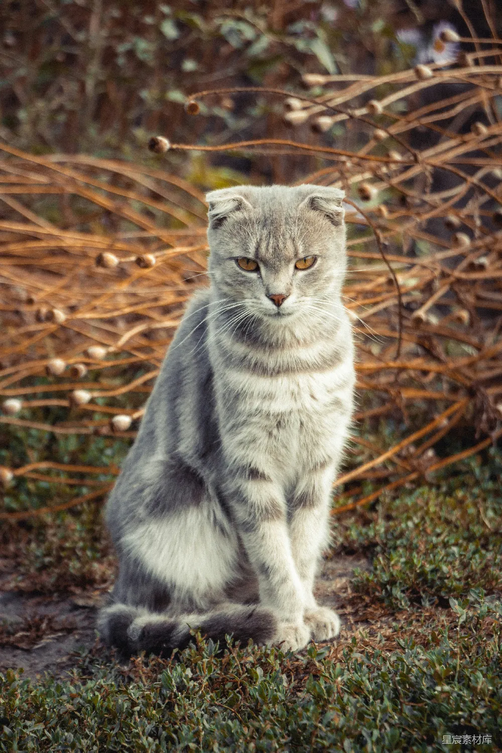 高清摄影 猫 户外 自然 宠物 苏格兰折耳猫 户外的苏格兰折耳猫