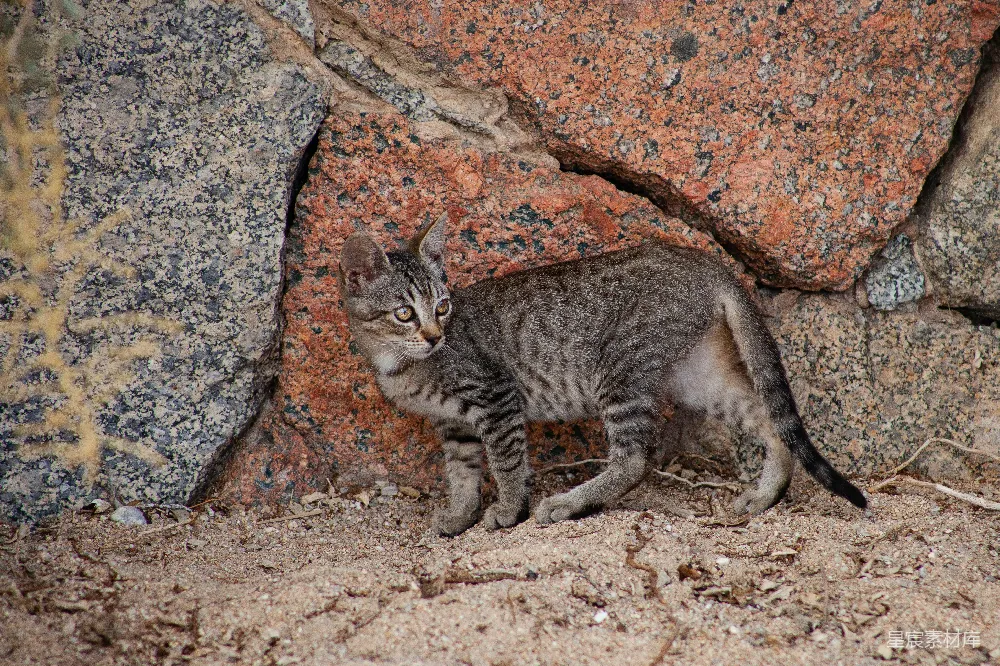 高清摄影 小猫 自然 岩石 动物 户外 岩石旁的小猫