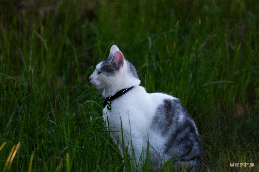 高清摄影 猫咪 自然 户外 宠物 草地上的猫咪