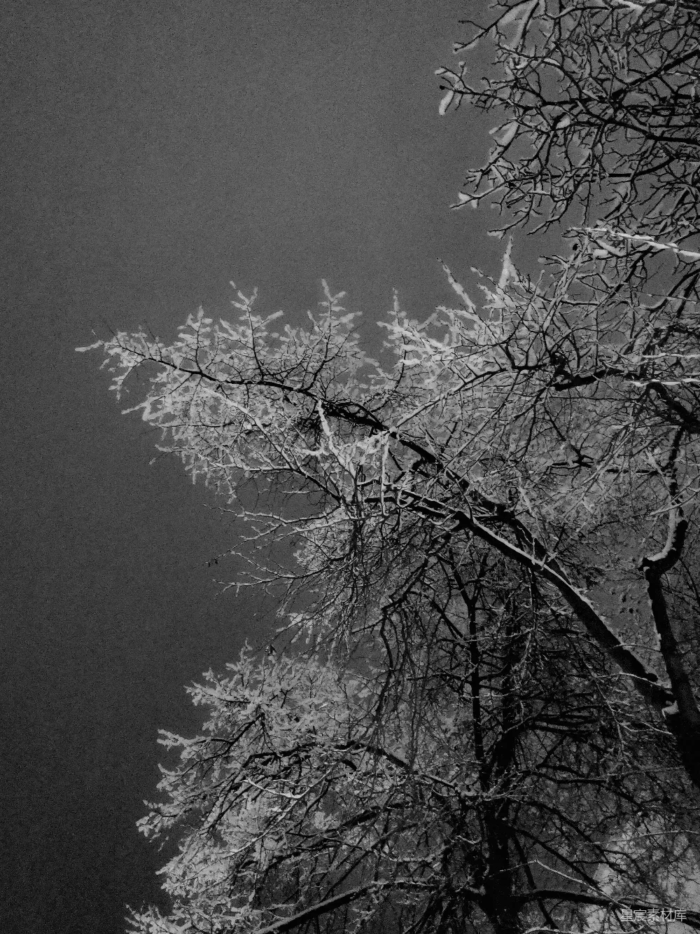 高清摄影 冬季 雪景 自然 冷色调 树木 冬日雪景中的树枝