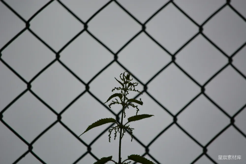 高清摄影 植物 铁丝网 自然 剪影 户外 铁丝网与植物的剪影