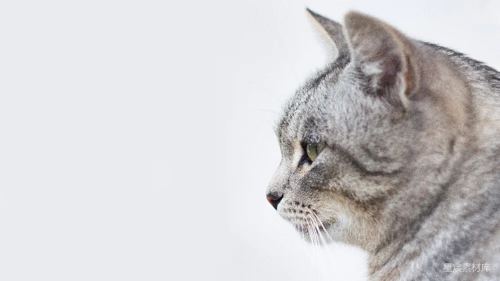 高清摄影 猫 动物 写实风格 静谧 宠物 沉思的猫