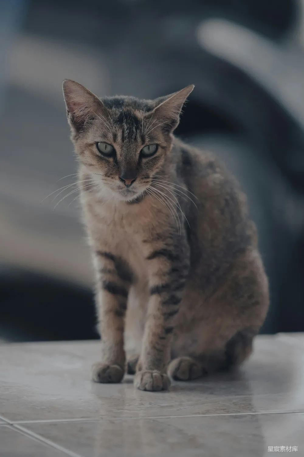 高清摄影 猫咪 静谧 动物 宠物 宁静 静谧的猫咪