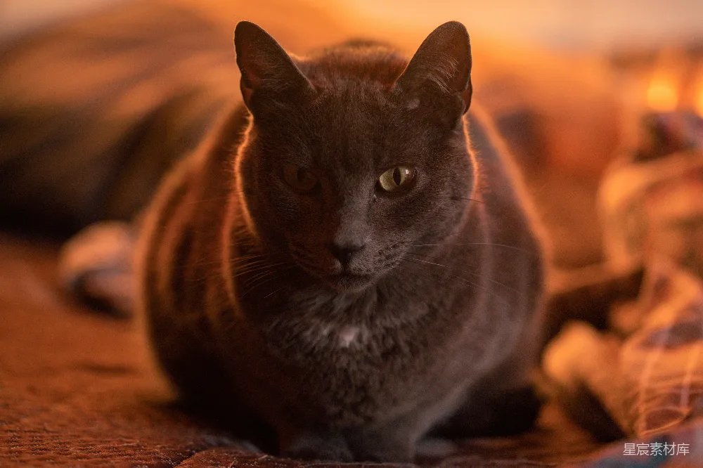 高清摄影 猫咪 晨光 温暖 静谧 宠物 温暖晨光中的猫