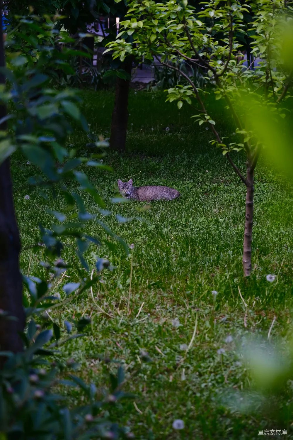 高清摄影 猫 自然 户外 宁静 生活 草丛中的猫