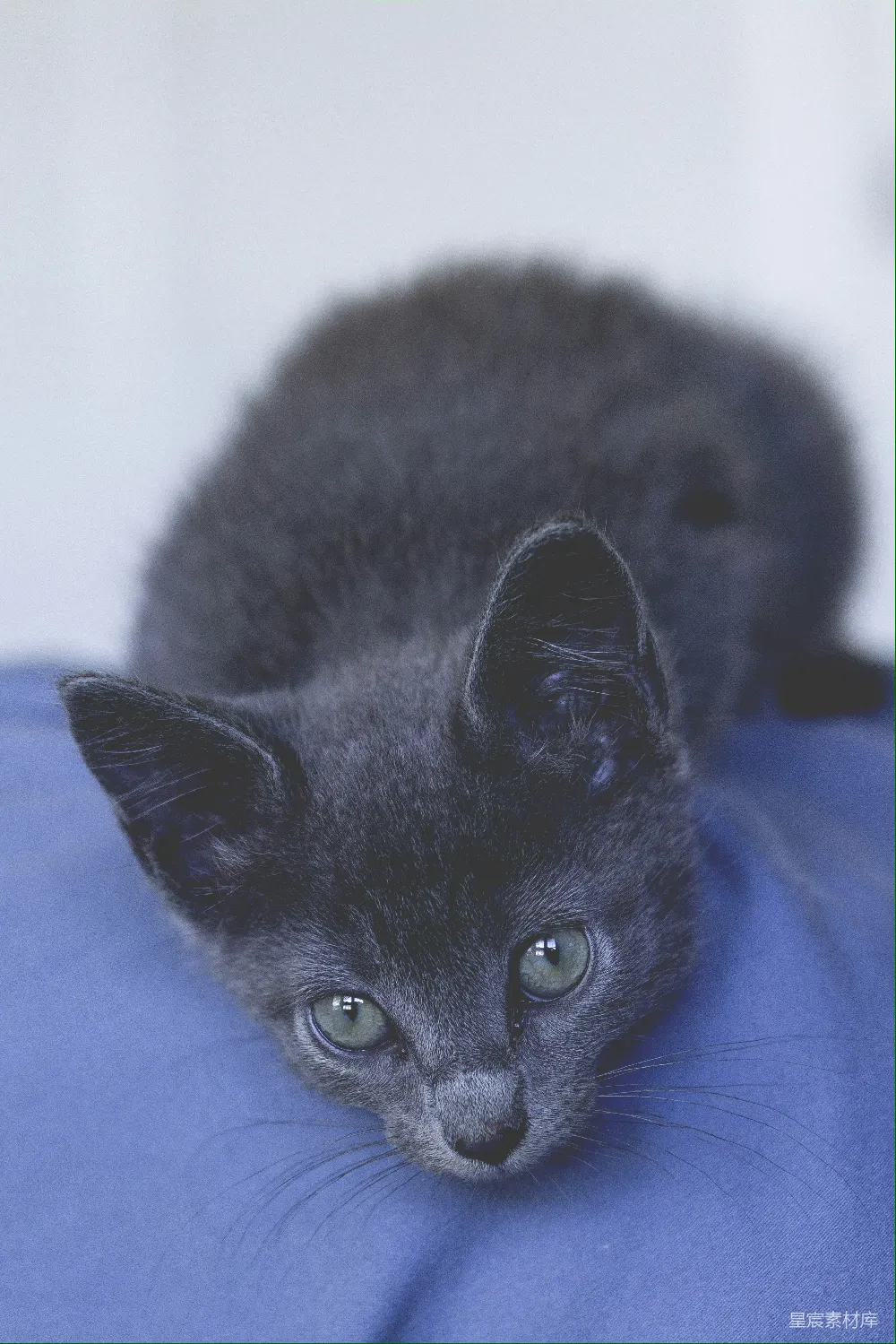 高清摄影 猫咪 黑猫 动物 萌宠 静谧 黑猫的凝视