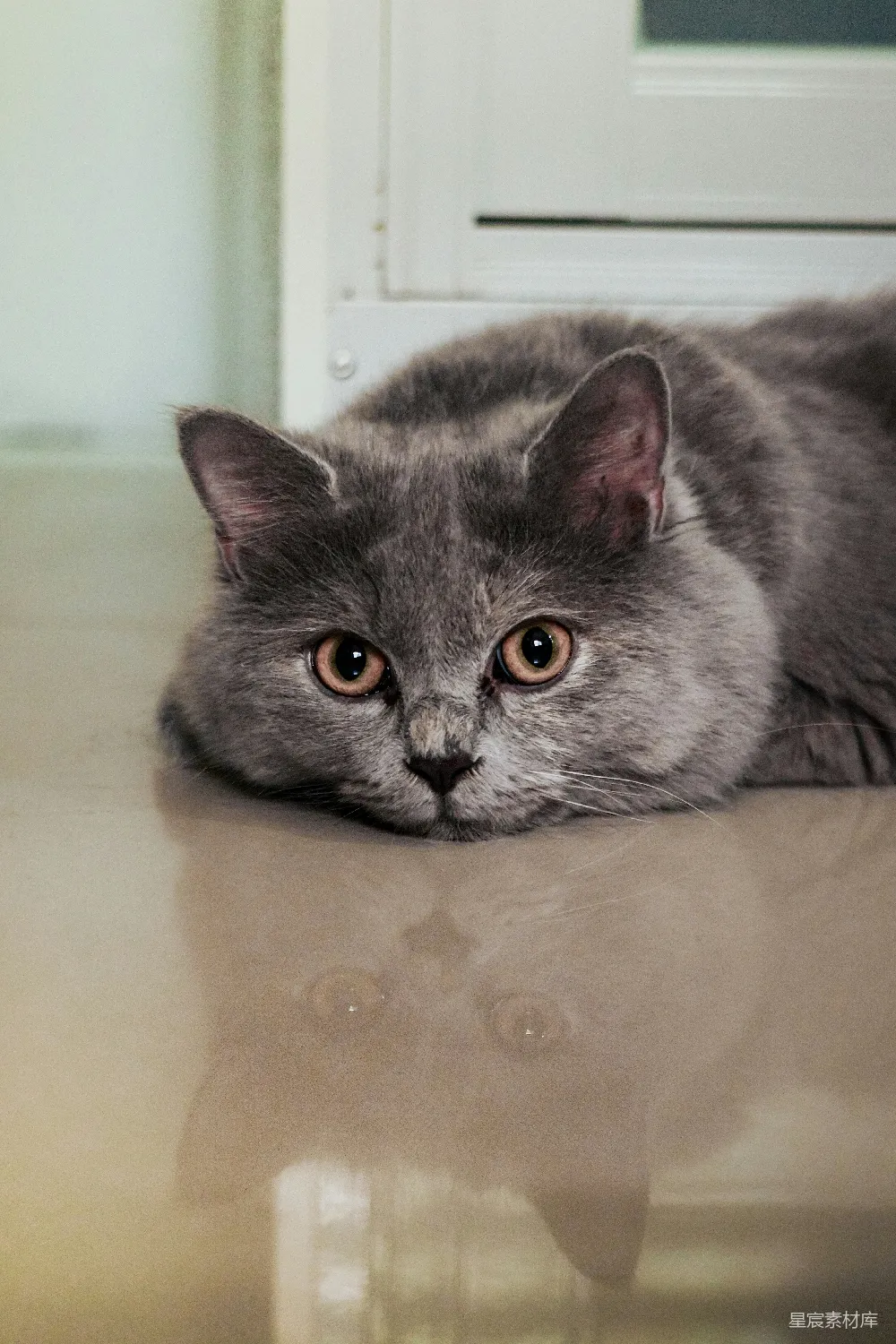 高清摄影 猫咪 灰色 室内 宠物 可爱 灰色猫咪的凝视