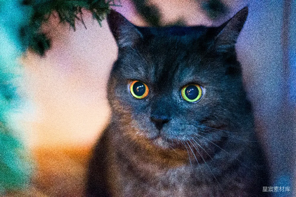 高清摄影 猫 夜景 特写 动物 自然 神秘夜色中的黑猫