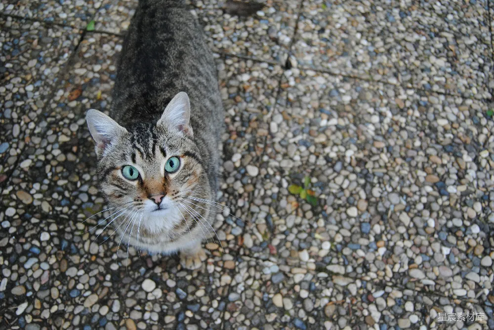 高清摄影 猫咪 户外 自然 宠物 探头 好奇的猫