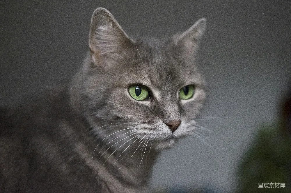 高清摄影 猫 特写 动物 自然 宠物 灰猫的特写