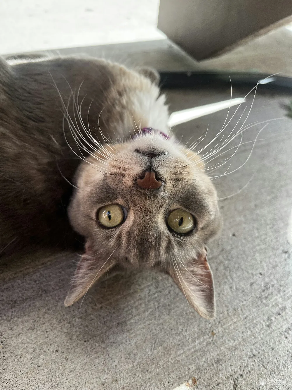 高清摄影 猫咪 萌宠 特写 可爱 宠物 萌宠猫咪的特写