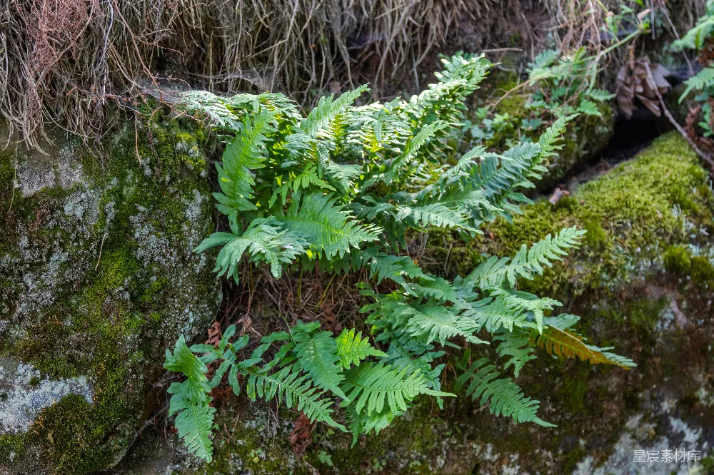 高清摄影 蕨类植物 自然 岩石 绿色 野生 岩石上的蕨类植物