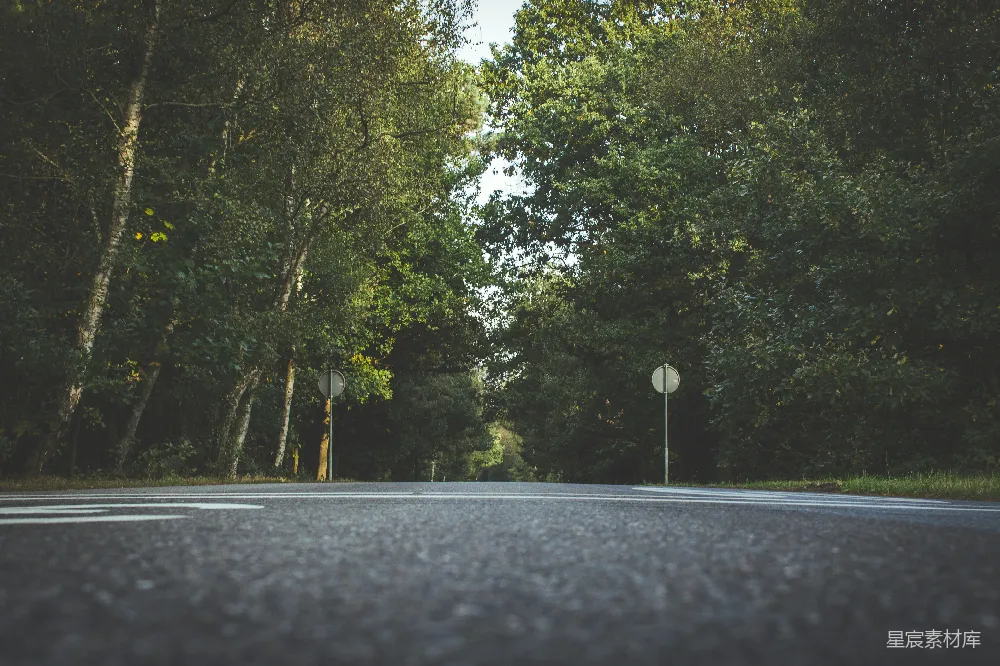 高清摄影 森林 道路 宁静 自然 旅行 森林中的宁静道路