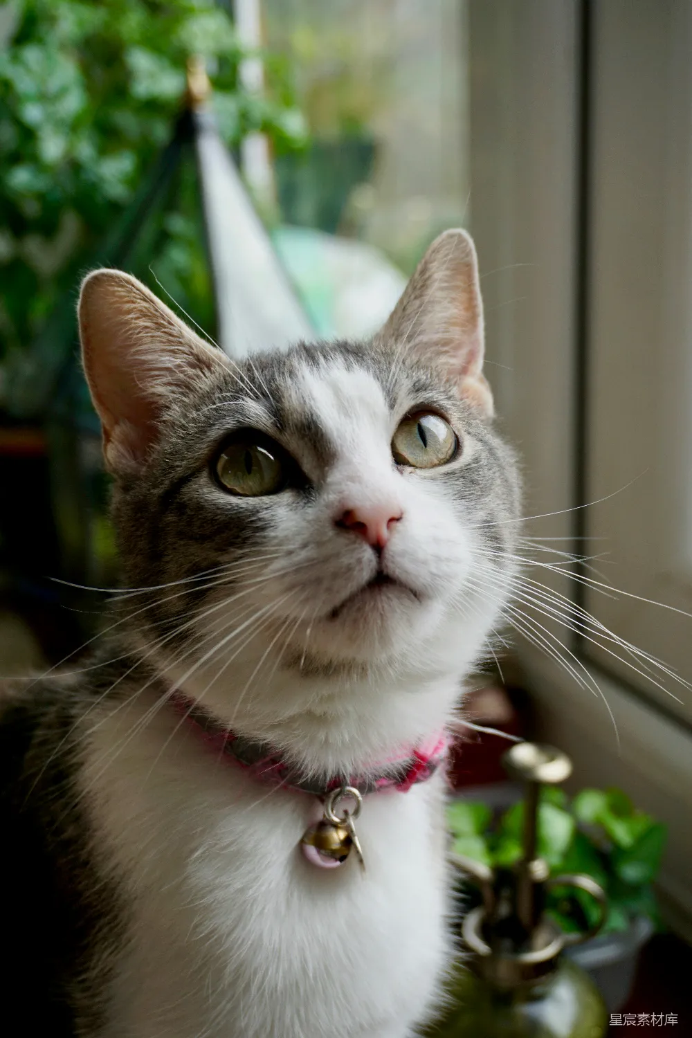 高清摄影 猫咪 可爱 特写 项圈 室内 戴着项圈的猫咪特写