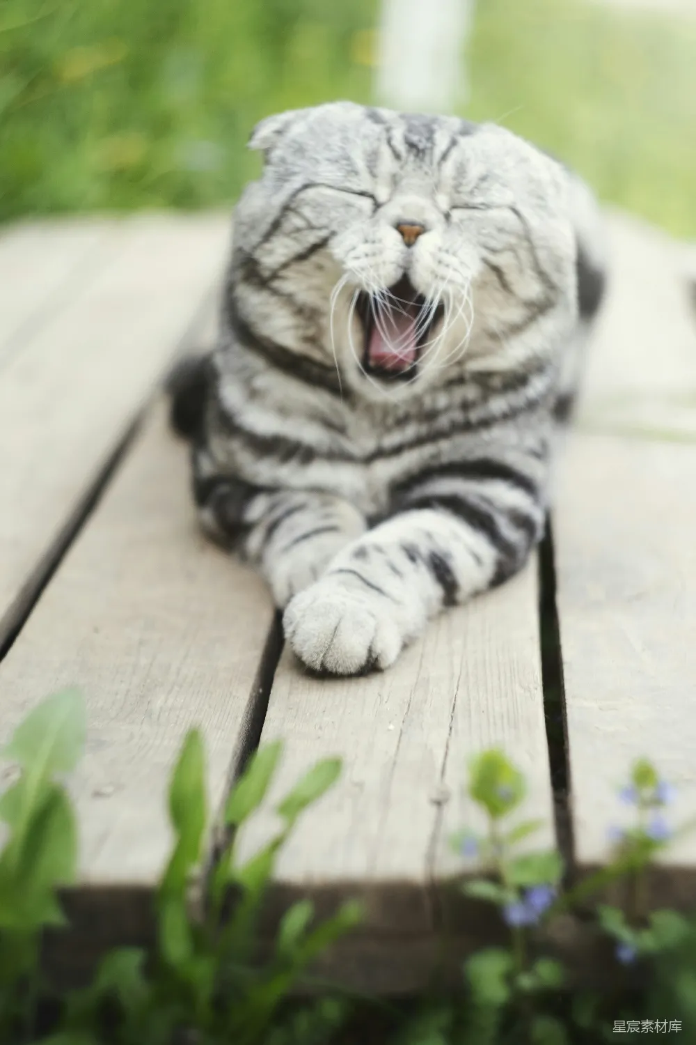 高清摄影 猫 苏格兰折耳猫 慵懒 宠物 户外 慵懒的苏格兰折耳猫