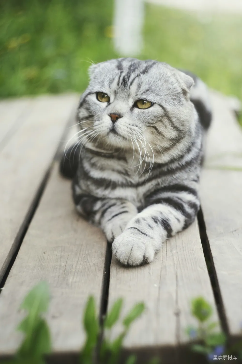 高清摄影 猫咪 英短 宠物 自然 温馨 英短猫趴在木板上的可爱瞬间