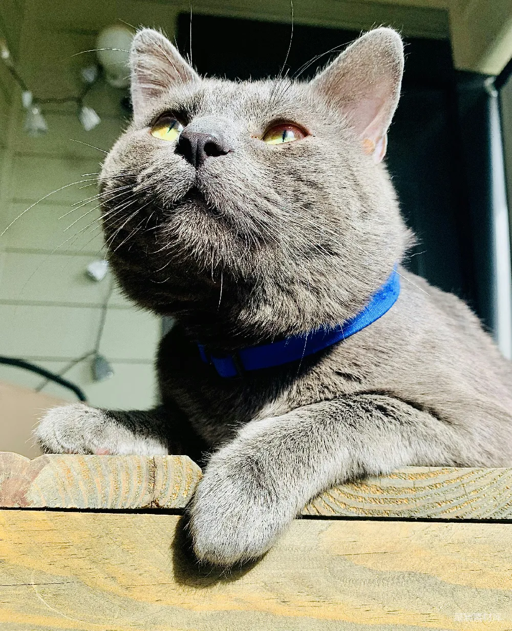 高清摄影 宠物猫 室内场景 可爱动物 休闲时光 家居生活 戴蓝色项圈的灰色猫