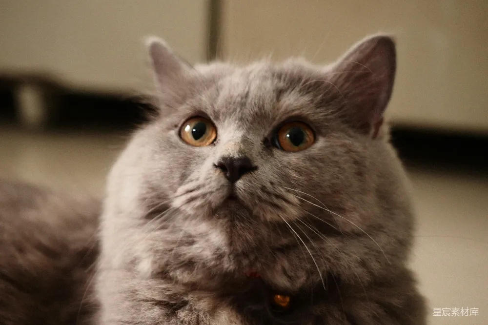 高清摄影 猫咪 宠物 特写 萌宠 动物 萌宠：灰色小猫的特写