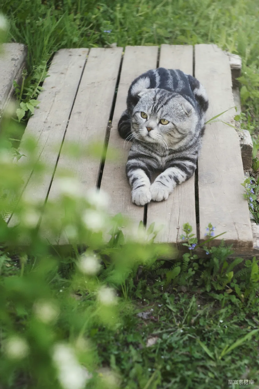 高清摄影 猫咪 花园 自然 宠物 户外 花园里的卷毛猫
