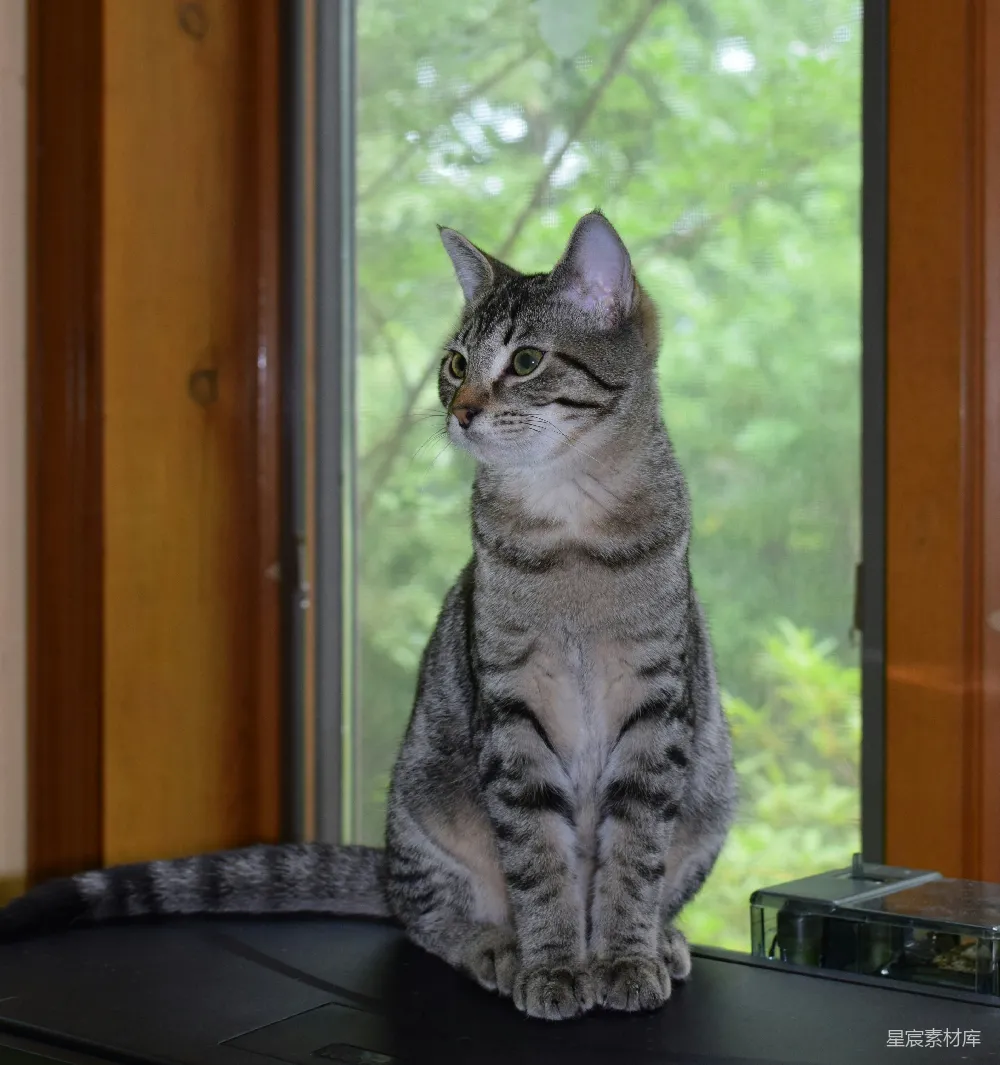 高清摄影 猫咪 静谧 室内 自然 可爱 窗前的猫咪