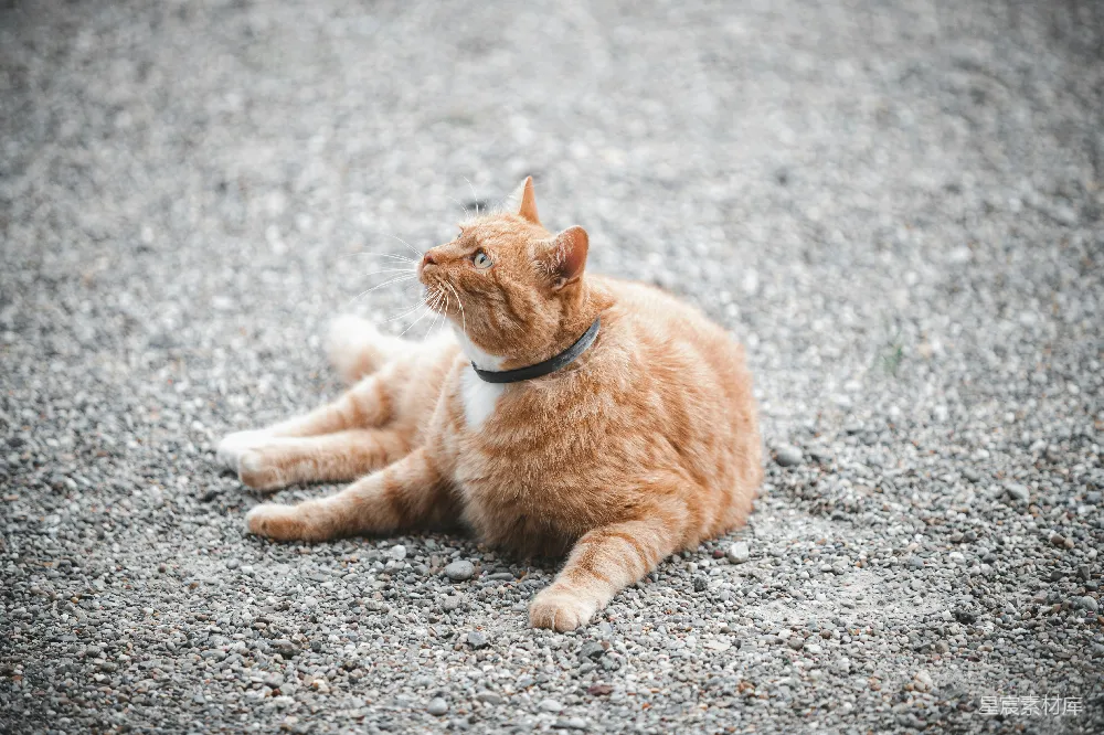 高清摄影 猫咪 宁静 自然 户外 宠物 橙色猫咪在石路上的宁静时光