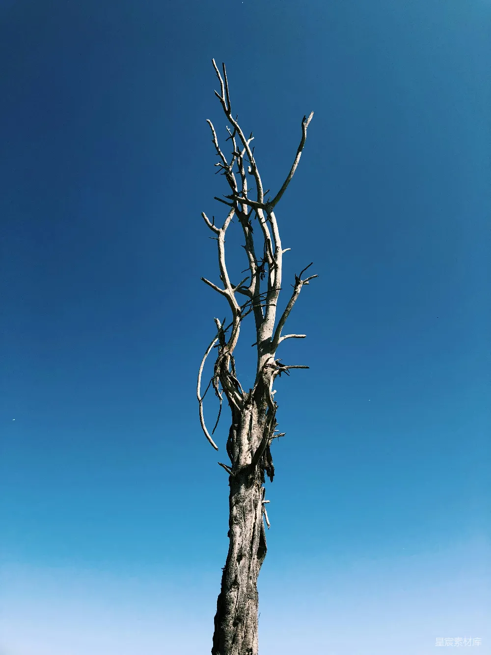 高清摄影 自然 枯木 宁静 天空 孤独 孤树与蓝天