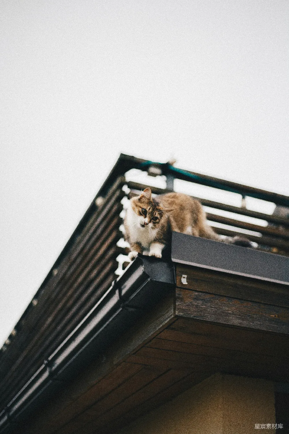 高清摄影 猫 屋顶 日式建筑 静谧 自然 屋顶上的猫