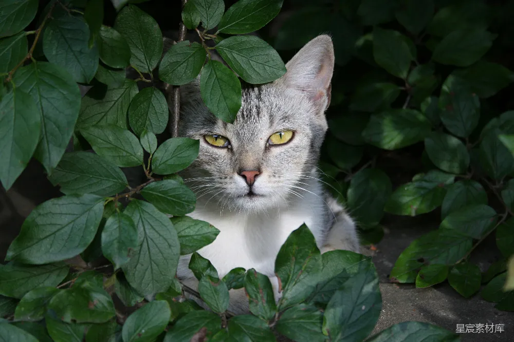 高清摄影 猫 自然 绿叶 动物 户外 猫儿藏在绿叶中