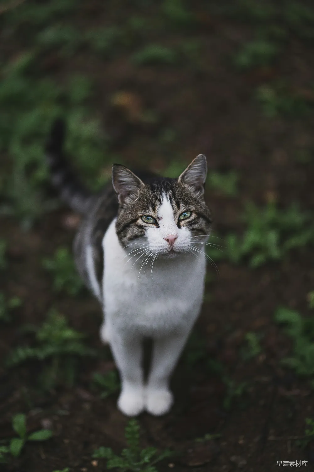 高清摄影 猫 户外 自然 宠物 动物 户外的猫