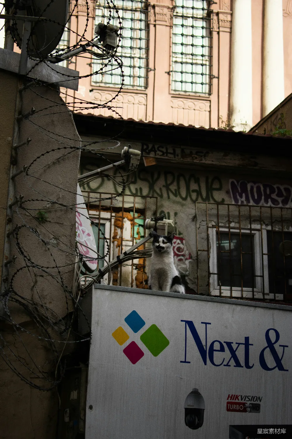 高清摄影 猫 铁丝网 街道场景 城市生活 街头艺术 猫与铁丝网的对峙