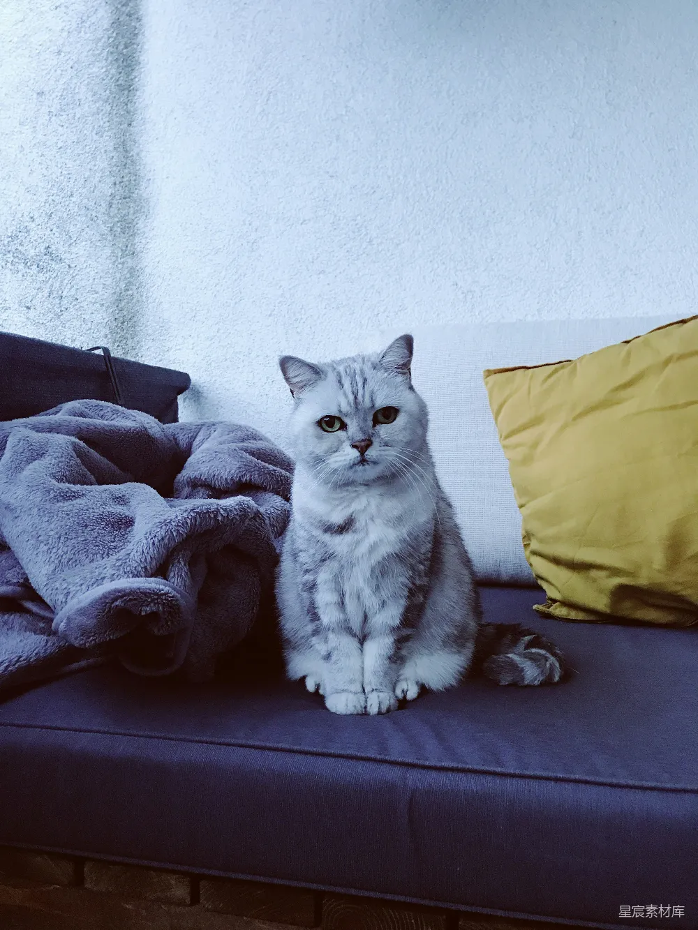 高清摄影 猫咪 沙发 生活场景 宠物 舒适 沙发上的猫咪