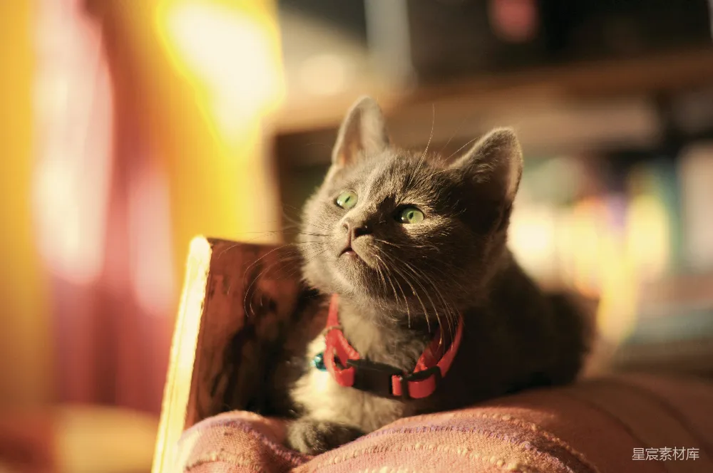 高清摄影 猫 宠物 温馨 灯光 特写 萌猫在灯光下的思考