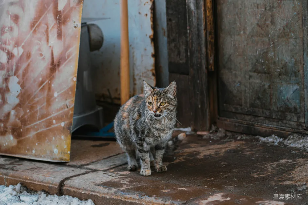 高清摄影 猫 流浪猫 街头 城市 动物 街头巷尾的流浪猫