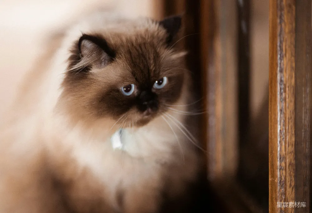 高清摄影 猫 摄影 宠物 温馨 家庭 门后的小猫
